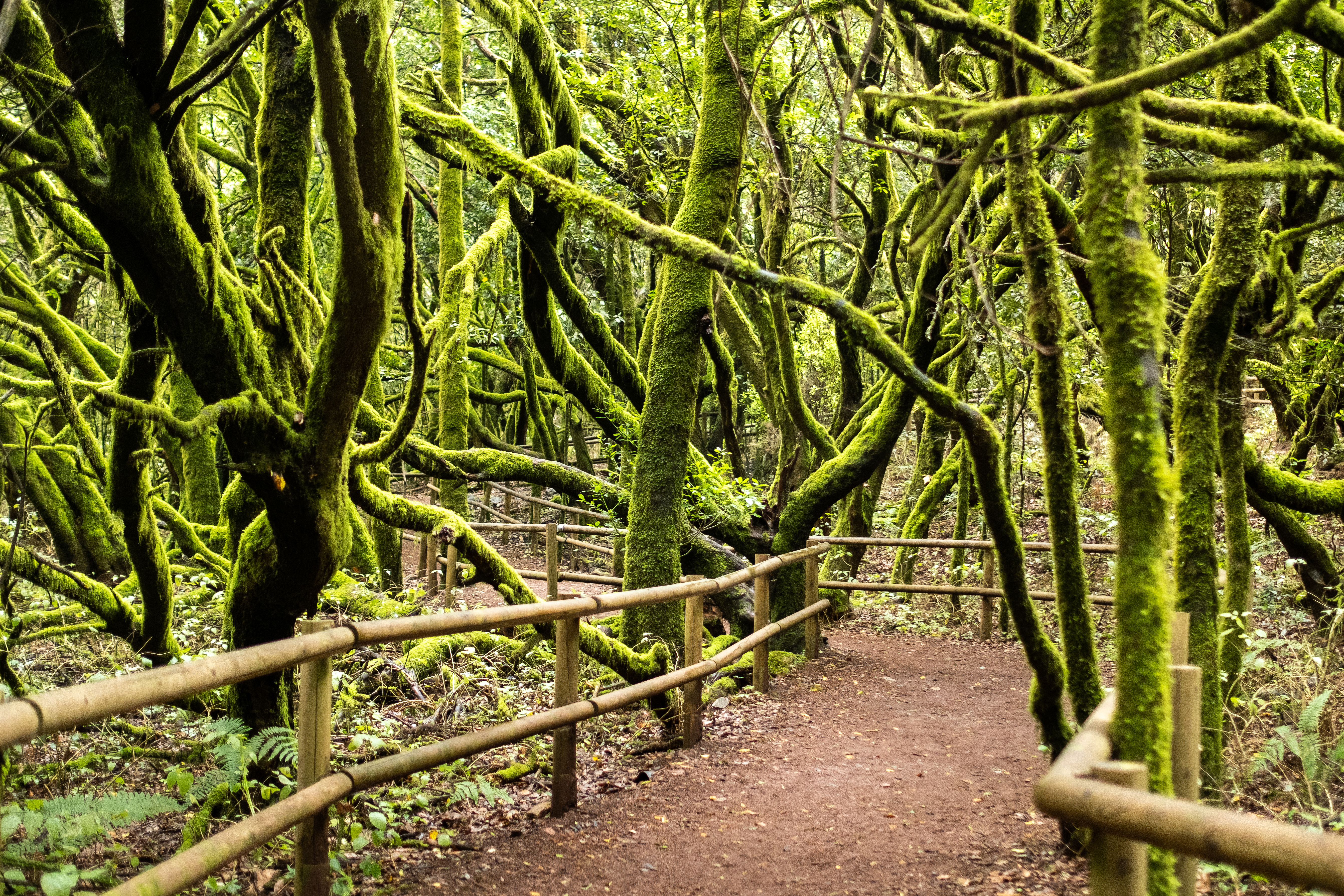 garajonay-national-park-laurel-forest-laurisilva-2021-09-04-09-29-27-utc